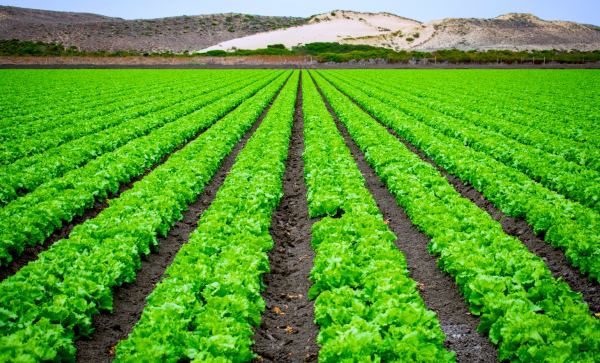 agricoltura e acqua salata